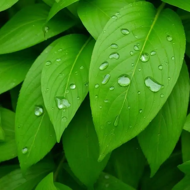 Lush green leaves with water droplets, symbolizing nature