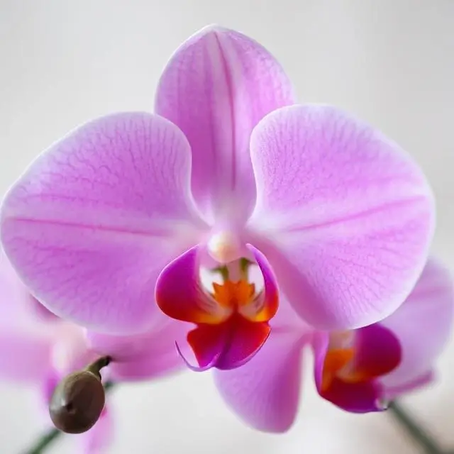 A fresh orchid, a common decorative element in the spa