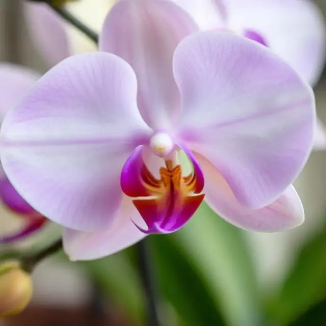 Orchid flower
